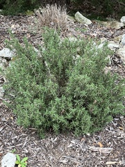 Myricaceae