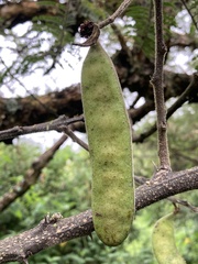 Vachellia sieberiana