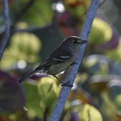 Vireo crassirostris