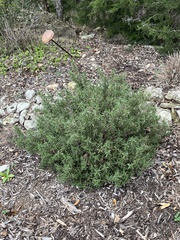 Myricaceae