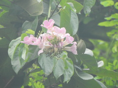 Bignonieae