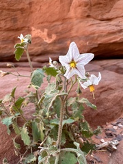 Solanum villosum