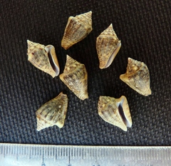 Microcithara harpiformis