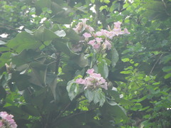 Bignonieae