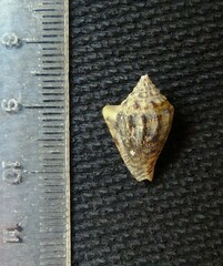Microcithara harpiformis