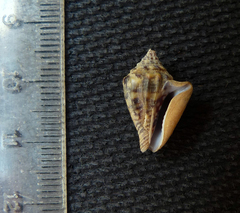 Microcithara harpiformis