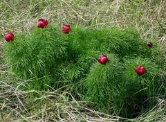 Paeonia tenuifolia