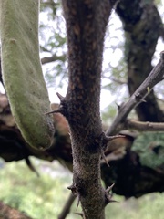 Vachellia sieberiana
