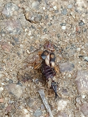 Forficula smyrnensis