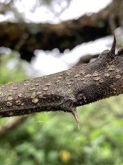 Vachellia sieberiana