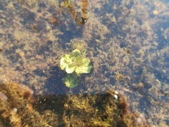 Lysimachia nummularia