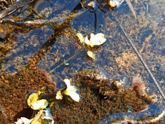 Lysimachia nummularia