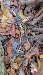 Iguana iguana