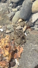 Eumalacostraca