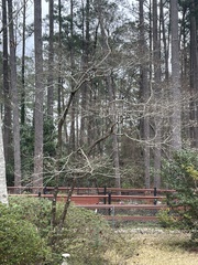 Cornus florida