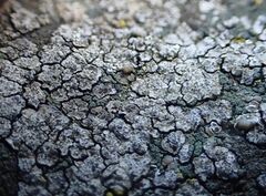 Placopyrenium fuscellum