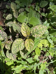 Hypoestes