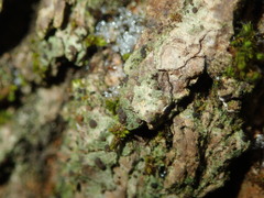 Bacidia polychroa