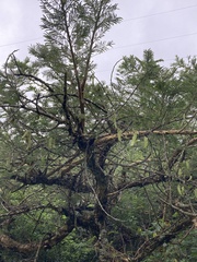 Vachellia sieberiana