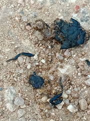 Meloe proscarabaeus