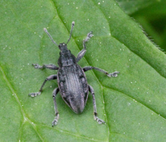Catapionus