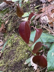 Smilax glauca