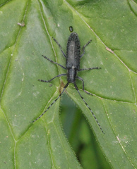Agapanthia turanica