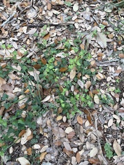 Pavonia lasiopetala