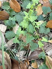 Pavonia lasiopetala