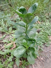 Kalanchoe densiflora