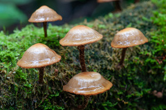 Kuehneromyces mutabilis
