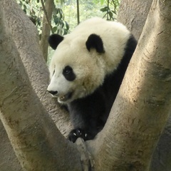 Ailuropoda melanoleuca