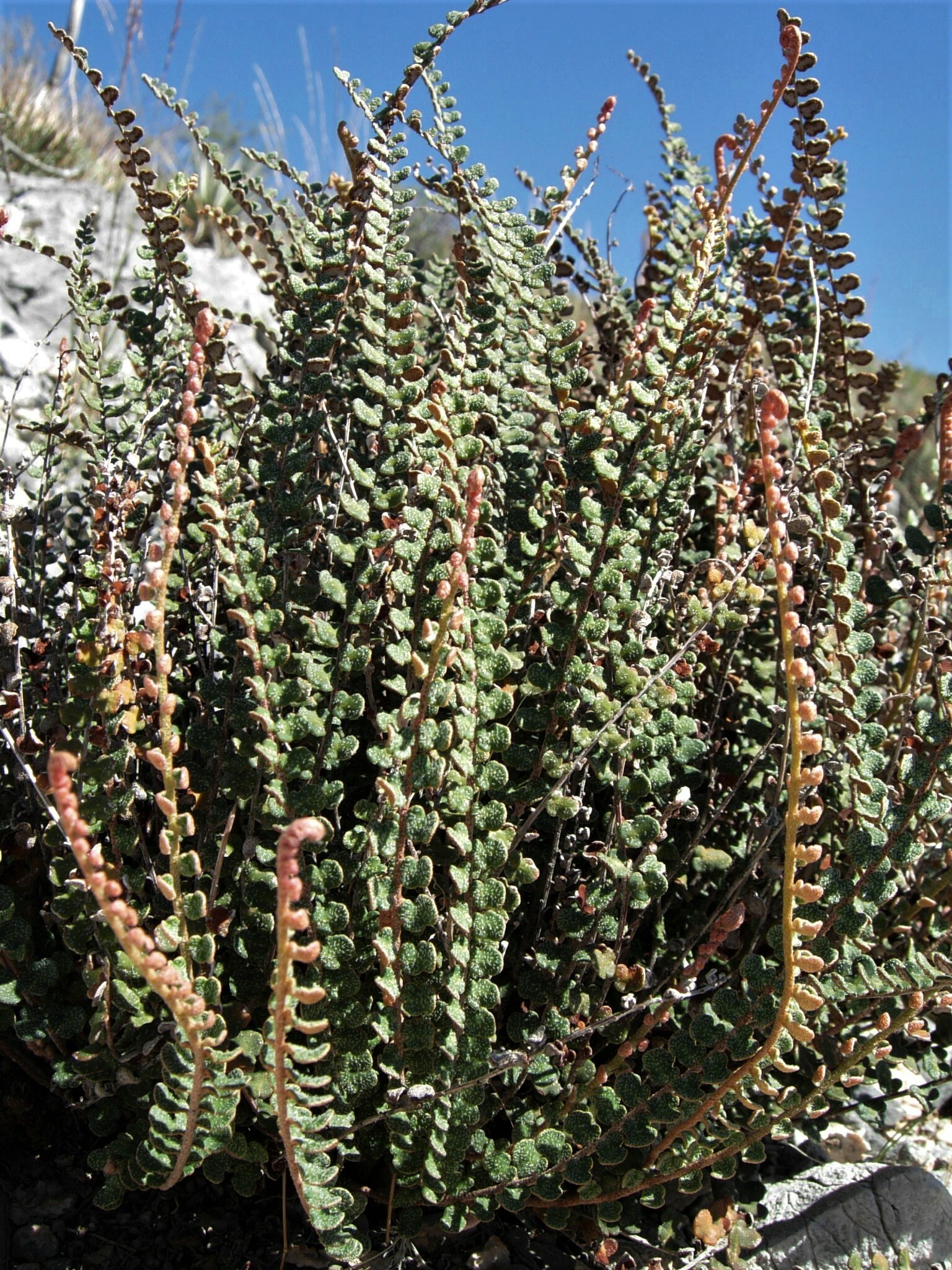 Astrolepis cochisensis