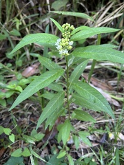 Asclepias nivea
