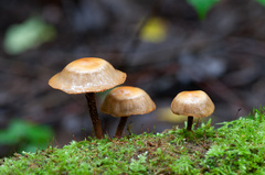 Kuehneromyces mutabilis
