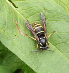 Vespula austriaca