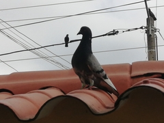 Columba livia domestica