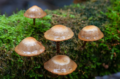 Kuehneromyces mutabilis