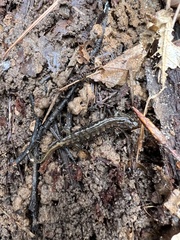 Desmognathus fuscus