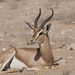 Arabian Gazelle - Photo (c) koifarmer, some rights reserved (CC BY-NC)