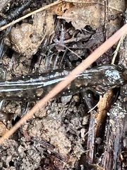 Desmognathus fuscus