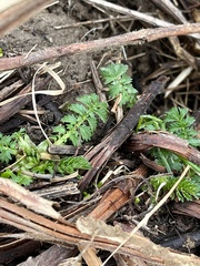 Agrimonia parviflora
