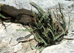 Astrolepis cochisensis