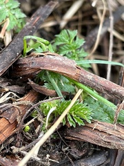 Agrimonia parviflora