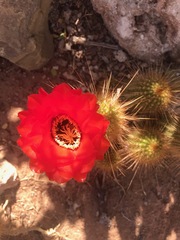 Corryocactus erectus