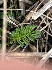 Agrimonia parviflora