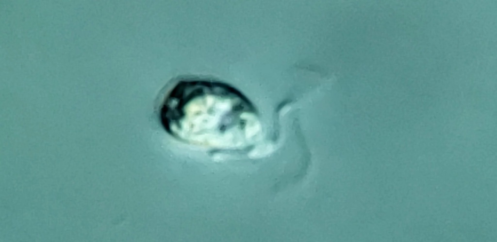 Telonemida