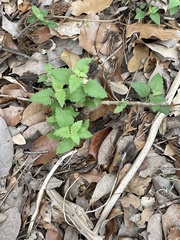 Ageratina havanensis