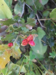 Plagiotrochus quercusilicis