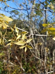 Carya floridana